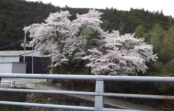 東吉野村　桜